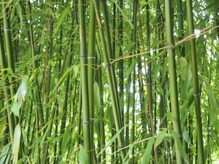 Fototapeta na wymiar bamboo forest wallpaper background green