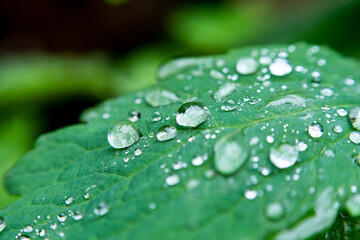 Water drops on cabbage leaf