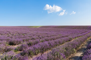 Obraz na płótnie Canvas Lavender flowers blooming fields at sunset. Beautiful lavender field with long purple rows.