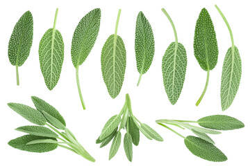 fresh sage herb isolated on white background. Top view. Flat lay