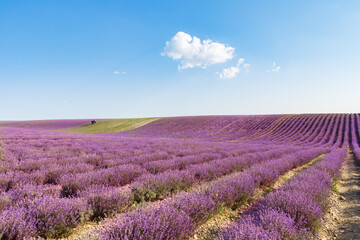 Naklejka na ściany i meble Tractor harvesting field of lavender.