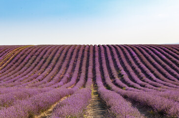 Fototapeta na wymiar Lavender flowers blooming fields at sunset. Beautiful lavender field with long purple rows.