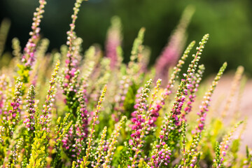 Beautiful blooming pink white heather in a woods at sunny day. Small lilac purple flowers in the autumn forest. Flowering, gardening. Calluna vulgaris on blurry green background. Flower store concept.