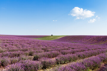 Fototapeta na wymiar Tractor harvesting field of lavender.