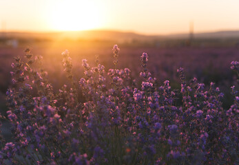 Lavender flowers blooming fields at sunset. Beautiful lavender field with long purple rows.