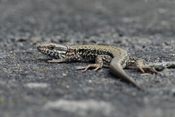 European wall lizard podarcis muralis - Stockphoto