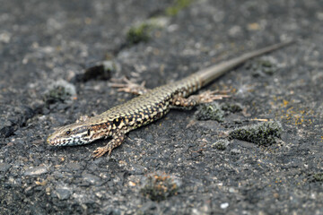 European wall lizard podarcis muralis - Stockphoto