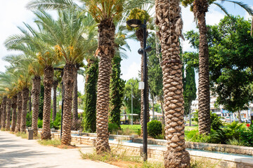 Street with tropical palm trees. Date fruit palms plantation.