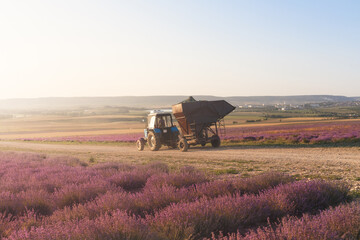 Fototapeta premium Tractor harvesting field of lavender.