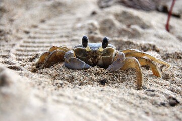Crab on sand