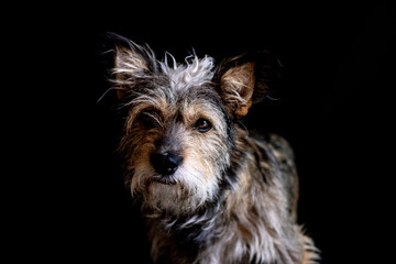 Naklejka premium Cão em fundo preto