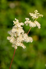 Close up of a meadowsweet (filipendula ulmaria) flowers in bloom