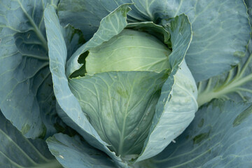 Obraz premium Soft focus of Big cabbage in the garden in summer