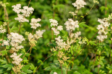 Close up of a meadowsweet (filipendula ulmaria) flowers in bloom
