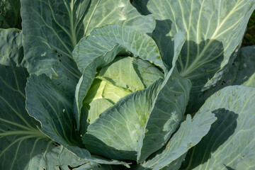 Fototapeta na wymiar Soft focus of Big cabbage in the garden in summer