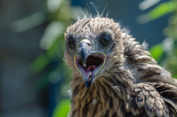 Portrait of a young kite with the remains of youthful down. close up photo of a hawk