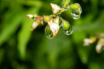 Drops on flower petals, background close up