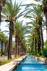 Obraz premium Street with tropical palm trees and blue water fountain. Date fruit palms. Summer vacation and travel concept.
