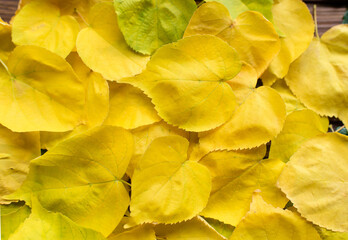 Yellow  leaves. Autumn background, top view.