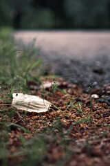 autumn leaves on the ground