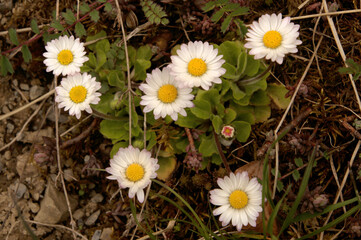 Lawn daisies (BEelis perennis) in flower bed