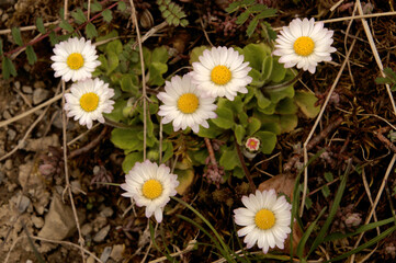 Lawn daisies (BEelis perennis) in flower bed