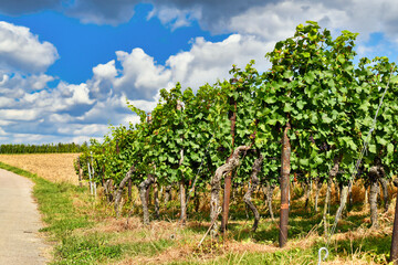Fototapeta na wymiar Rows of grapevines with blue grapes in late summer