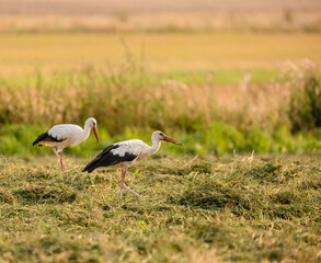 white stork in the grass