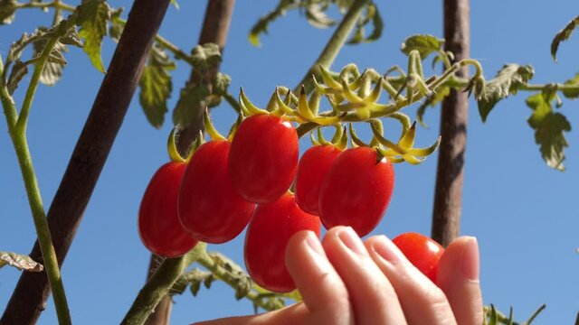 Harvesting of tomatoes. Hands picking tomatoes from the plant. Close up. Agriculture concept.