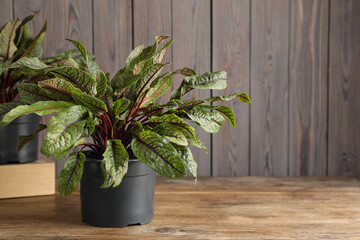 Sorrel plants in pots on wooden table. Space for text