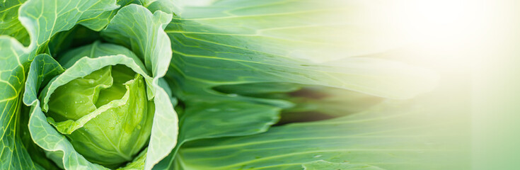 Background of cabbage leaves. Dew drops on a leaf of cabbage. Green juicy color of the plant. big fresh white cabbage
