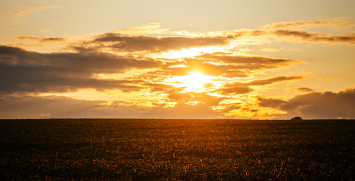 Sunset over a soybean field in summer. Summer time lanshaft. Agriculture