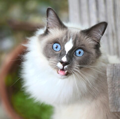 house cat with blue eyes