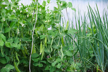 Fototapeta na wymiar peas growing on the garden bed selective focus