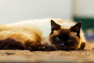 Gata Dizzy IMG_8921