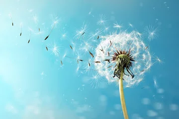 Rolgordijnen Beautiful puffy dandelion and flying seeds against blue sky on sunny day © New Africa
