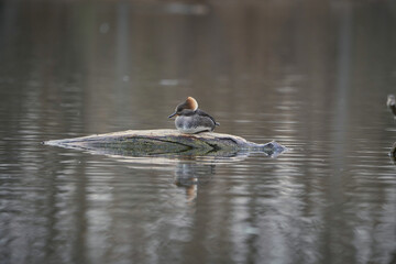 Hen hooded Merganser on the river