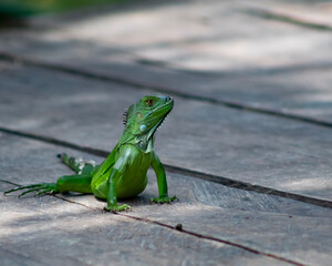 green reptile on a branch