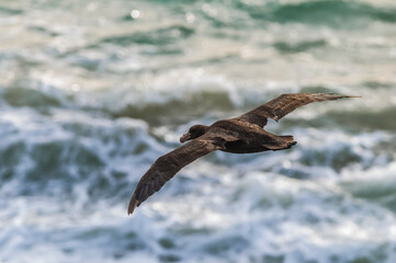 Giant petrel in flight, Peninsula Valdes, Patagonia, Argentina.