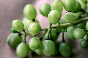 green grapes on a branch