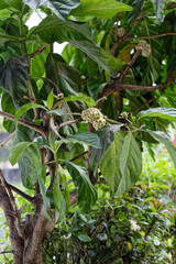Pomme-chien appel&eacute; Nono arbre tropical en Guyane fran&ccedil;aise