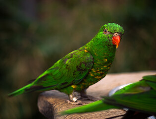 green birf