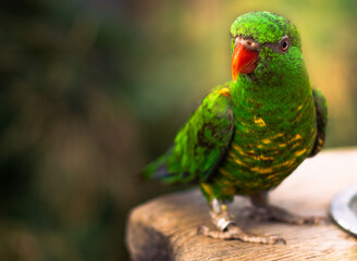 green parrot in the sun
