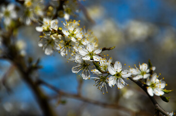 White flowers on stem