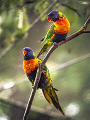 lorikeets on the tree
