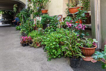 potted home plants in the yard of a flower shop, small business concept