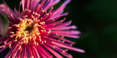 Pink lush chrysanthemum close-up on a blurry dark green background. Autumn flower soft focus, horizontal banner copy space, mockup postcards. Floral autumn background for mother's day. Macro of petals