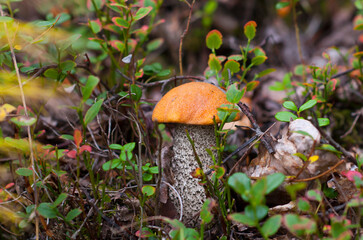 Ginger mushroom Leccinum growing in the forest. Young autumn red mushroom. An edible boletus mushroom with a red cap grows among blueberries in the forest. Vegetarian fresh food.