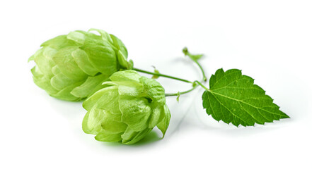 hop plant isolated