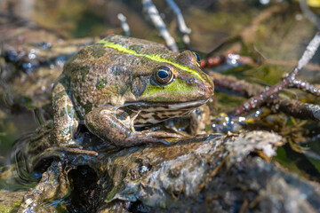 Large speckled frog close-up in the wild. Animal in good quality.